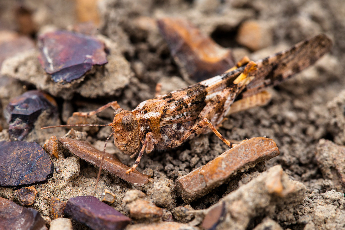 Camouflaged Grasshopper