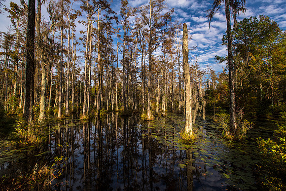 Afternoon in the Swamp