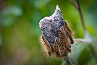 Tent Caterpillars