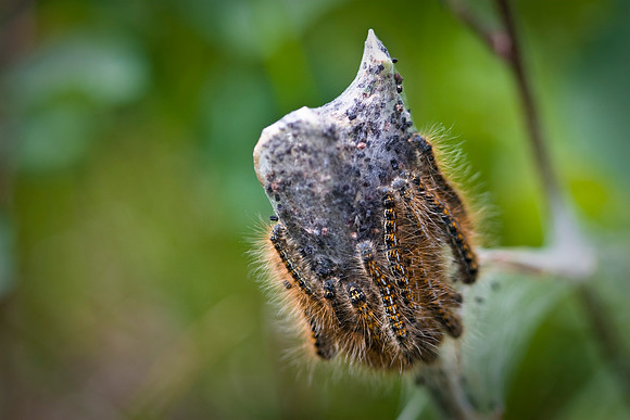 Tent Caterpillars