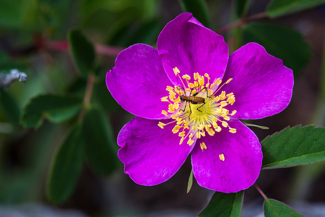 Wood's Rose - Rosa woodsii