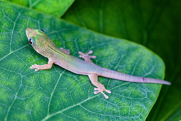 Gecko