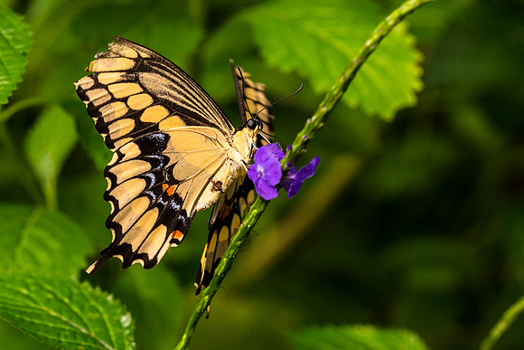Giant Swallowtail Butterfly - Papilio cresphontes