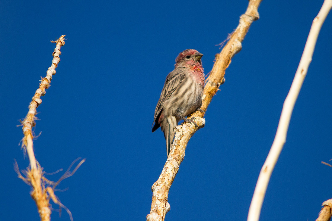 House Finch