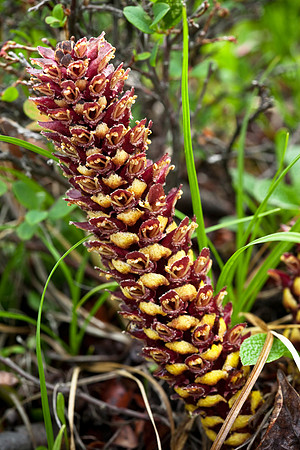 Broomrape