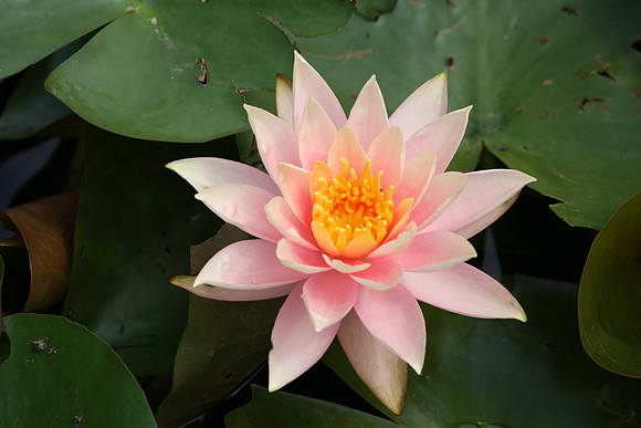 Lotus Flower