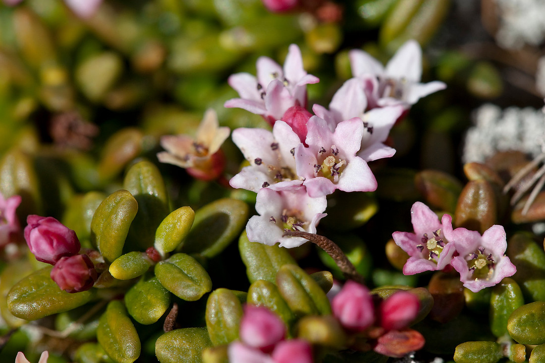 Alpine Azalea - Loiseleuria procumbens