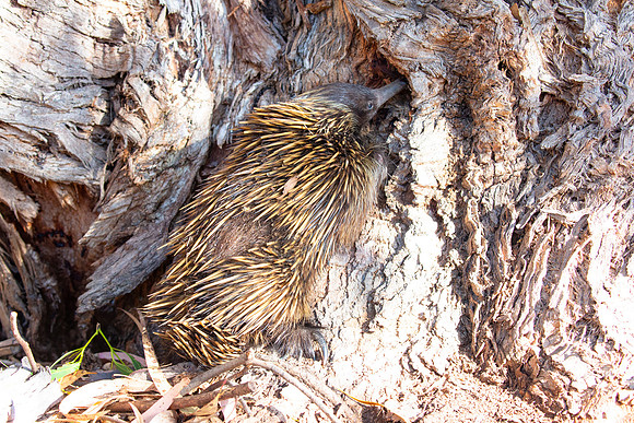 20190316-Australia-0849