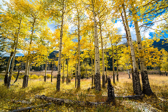 Rocky Mountain