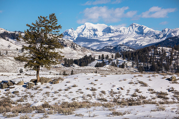 Lone Tree in Yellowstone