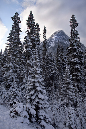 Morning Snow
