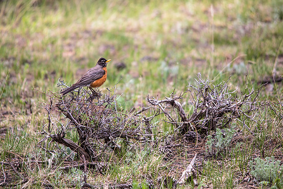 American Robin - Turdus migratorius
