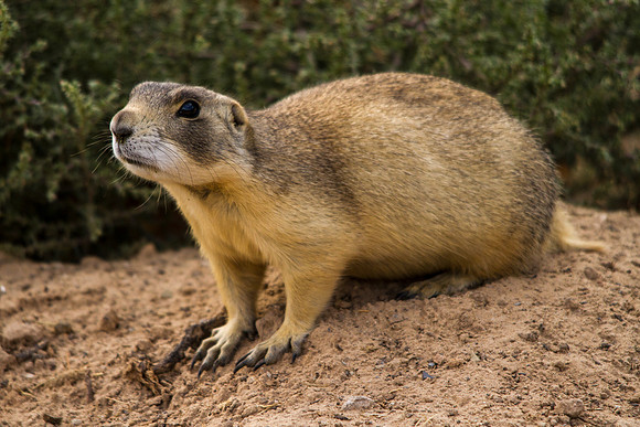 Prairie Dog(3)