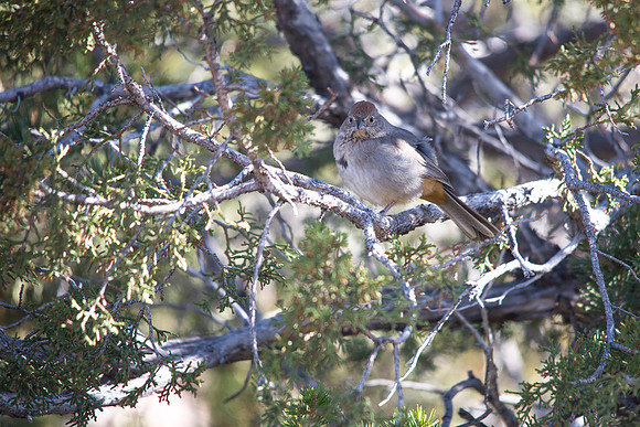 Canyon Towhee