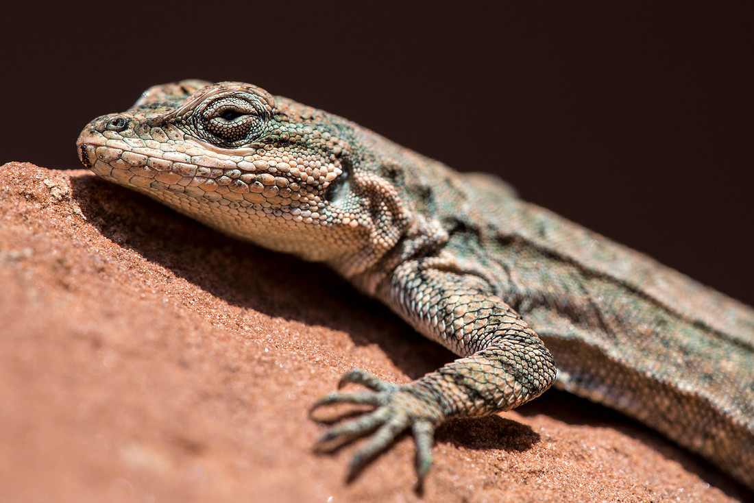 Lizard Head