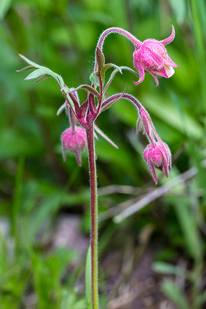 Prarie Smoke - Geum triflorum,