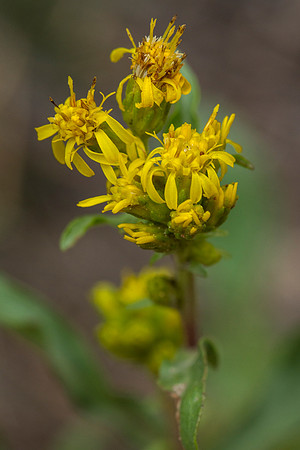 Northern Goldenrod - Solidago multiradiata