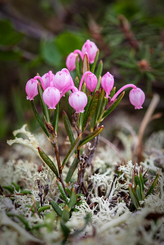 Bog Rosemary - Andromeda polifolia