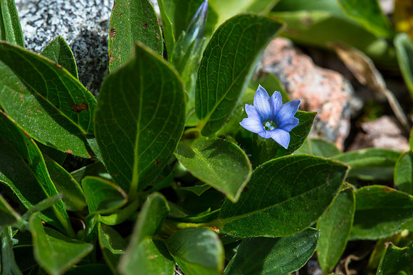 Moss Gentian - Gentiana prostrata