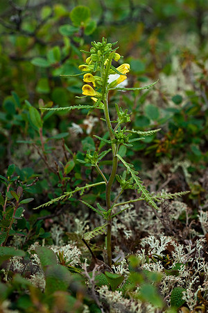 Labrador Lousewort - Pedicularis labradorica