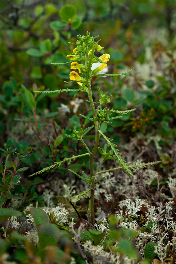 Labrador Lousewort - Pedicularis labradorica