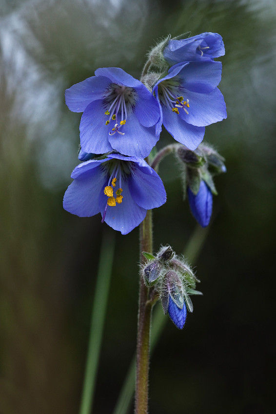 Tall Jacob's Ladder - Polemonium acutiflorum