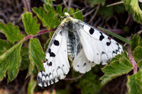 Unknown Moth