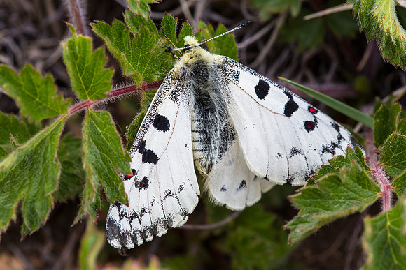 Unknown Moth