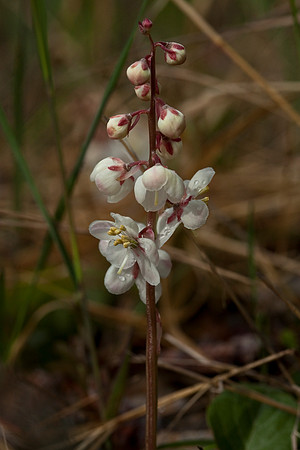 Large-flowered Wintergreen - Pyrola grandiflora