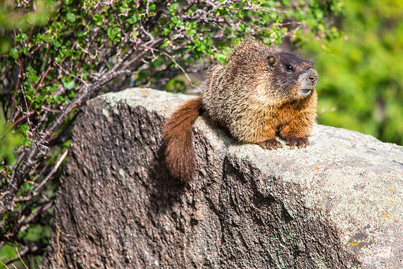 Yellow-bellied Marmot