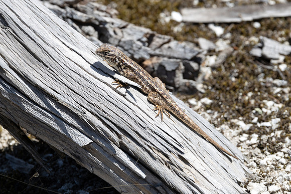 Sagebrush lizard (Sceloporus graciosus) in Shoshone Geyser Basin