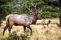Bull Elk Profile