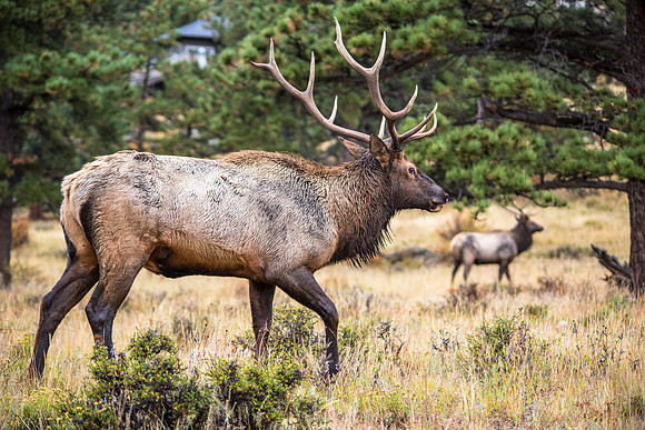 Bull Elk Profile
