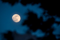 Moon Through the Trees