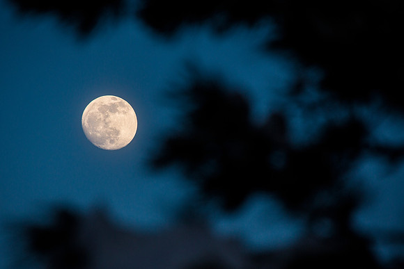 Moon Through the Trees