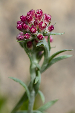 Alpine Pussy Toes - Antennaria rosea