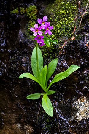 Parry's Primrose - Primula parryi