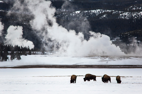 Bison in Midway Geyser Basin