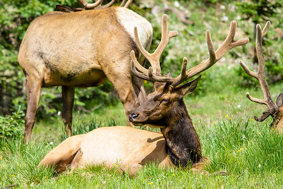 Bull Elk in Velvet