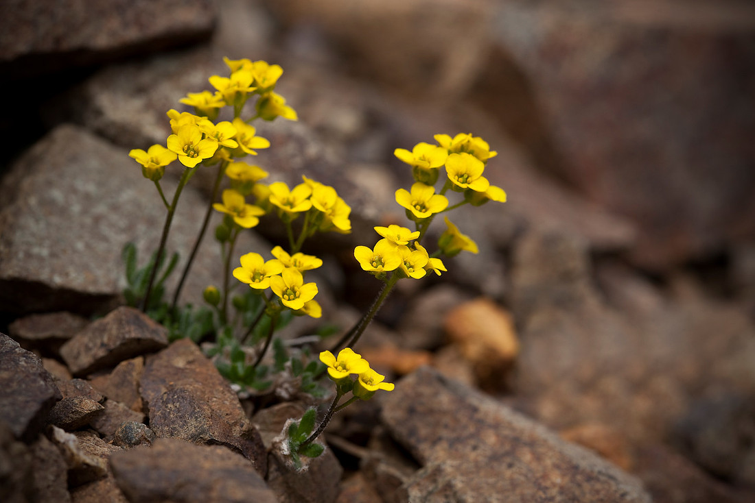 Alpine Draba - Draba alpina