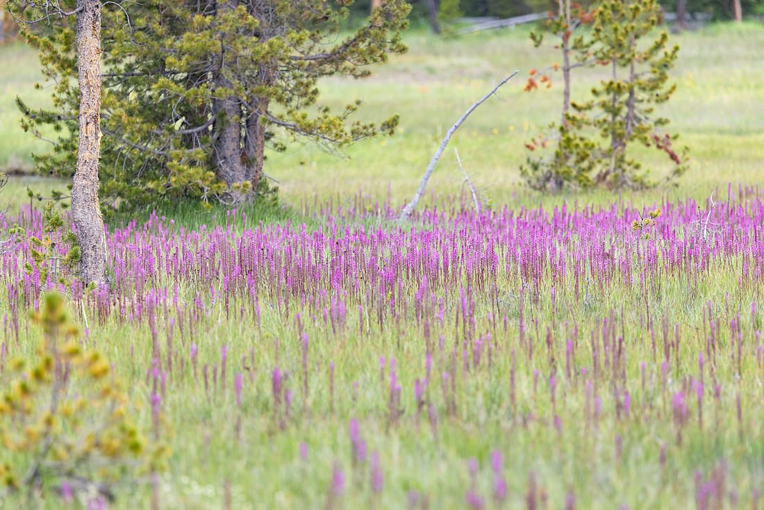 Elephant’s head (Pedicularis groenlandica) patch along the F