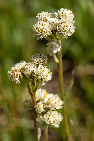 Showy Pussytoes - Antennaria pulcherrima