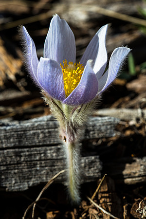 Pasque Flower - Pusatilla patens