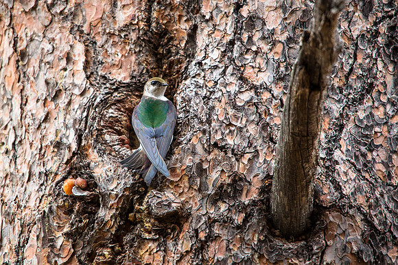 Violet Green Swallow (Female) - Tachycineta thalassina