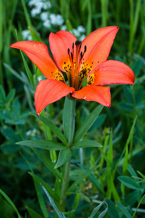 Wood Lily - Lilium philadelphicum