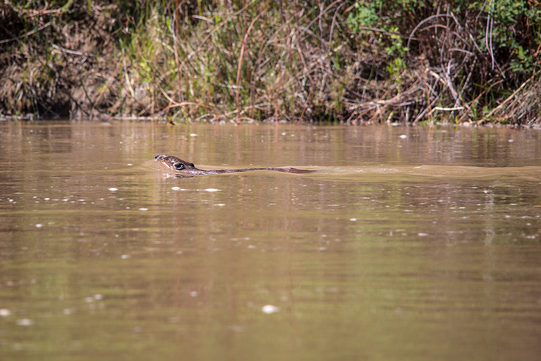 Beaver in Island Park
