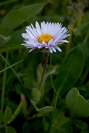 Large-flowered Fleabane - Erigeron grandiflora
