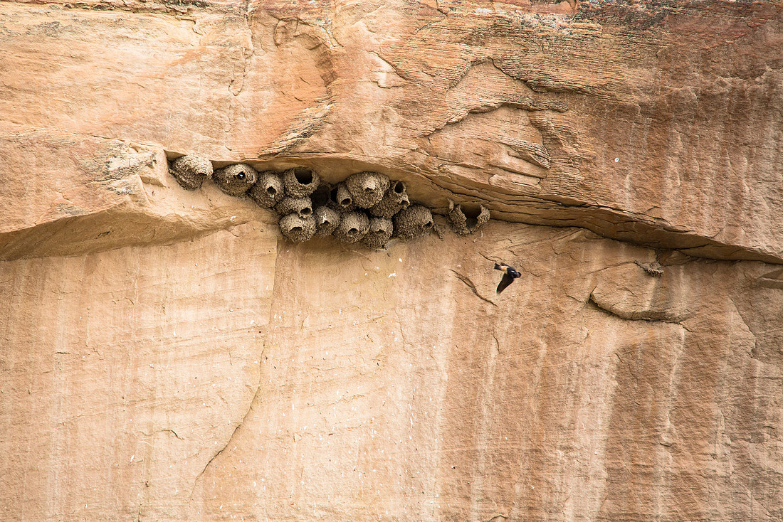 Cliff Swallow Nests - Petrochelidon pyrrhonota