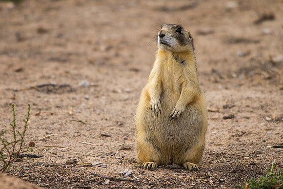 Prairie Dog(2)
