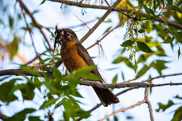 American Robin - Turdus migratorius